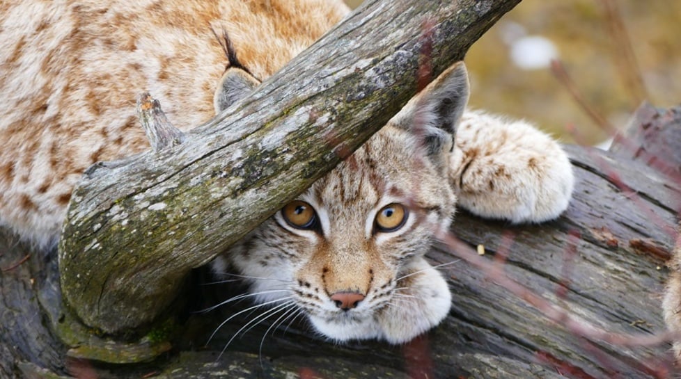 Wildpark Assling